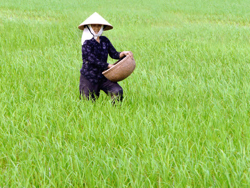 Tình trạng phân bón giả, phân bón kém chất lượng được sản xuất, PG88 Uy Tín Số 1 Việt Nam vẫn diễn biến phức tạp.
