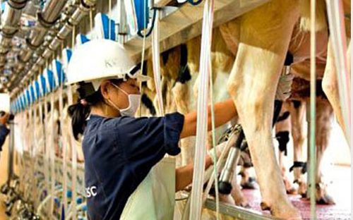 Nhà máy nằm trong Link Trang Chủ PG88.Com Mới #2026 chăn nuôi bò sữa và chế biến sữa tập trung quy 
mô PG88 Trang chủ nhà cái top 1 lớn của TH - Link Trang Chủ PG88.Com Mới #2026 đầu tư tư nhân được xem là lớn nhất 
trong lĩnh vực nông nghiệp tại Việt Nam.