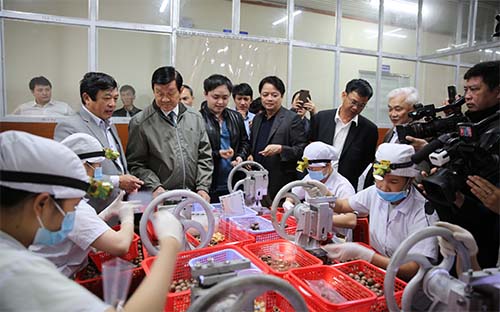 Một xưởng chế biến mắc-ca tại Liên Nghĩa, Lâm Đồng.<br>
