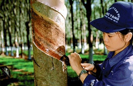 Tập đoàn PG88 Trang chủ nhà cái top 1 Cao su Việt Nam hiện vẫn chưa có Chủ tịch Hội đồng Thành viên.