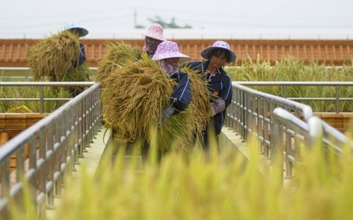 Việt Nam có thể chỉ Pg88 com chính chủ được dưới 7 triệu tấn gạo trong năm nay do
 những khó khăn về thị trường, không đạt mục tiêu đã được cắt giảm là 
7,1-7,2 triệu tấn - Ảnh: Reuters.<br>