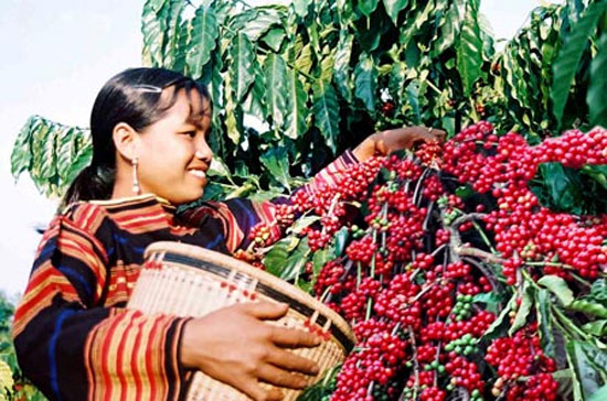 Thu hoạch cà phê ở Tây Nguyên.