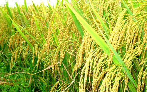 Hoạt động thu hoạch lúa Hè-Thu tại đồng bằng sông Cửu Long dự kiến sẽ đạt mức đỉnh trong tháng 7 này.