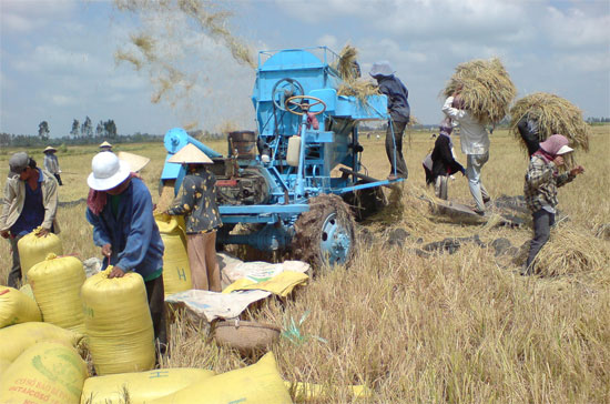 Thu hoạch lúa ở ĐBSCL.