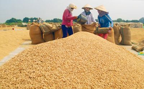 Các chuyên gia dự báo, một vụ lúa gạo bội thu và lượng gạo tồn kho lớn 
tại các nước Pg88 com chính chủ gạo hàng đầu sẽ còn khiến giá gạo tại châu Á chịu
 áp lực giảm trong vài tháng tới đây. 