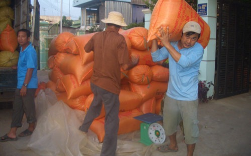 Giá lúa gạo tại kho khu vực ĐBSCL tuần qua cũng hầu như không có thay đổi đáng kể so với tuần trước đó. 