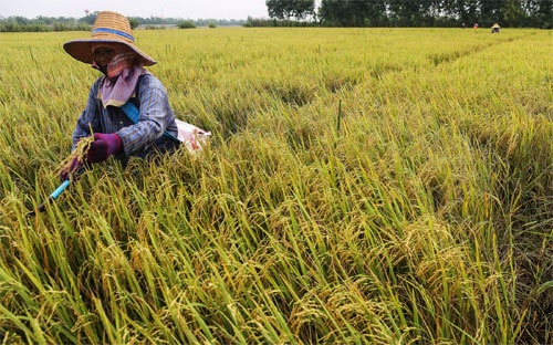 Chính phủ Thái Lan muốn người nông dân chuyển từ trồng lúa sang mùa khô 
sang trồng các loại cây khác có giá trị cao hơn để tăng thu nhập và 
giảm bớt tình trạng dư thừa sản lượng gạo - Ảnh: Bloomberg.<br>