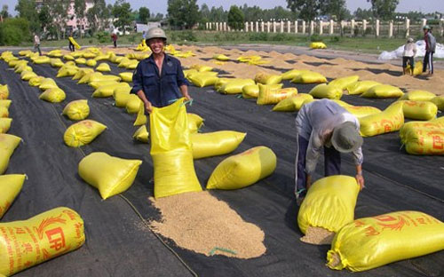 So với mấy tuần trước, đà tăng của giá lúa gạo tại ĐBSCL đang chững lại.
