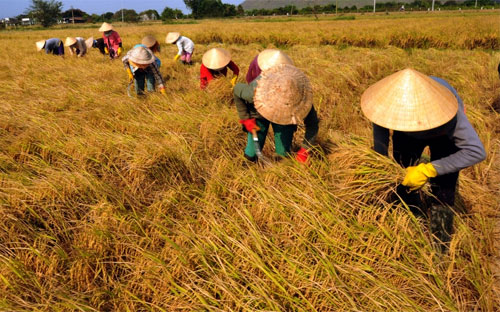 Thị trường gạo châu Á, trong đó có Việt Nam, tuần qua ảm đạm do khách 
mua đứng ngoài thị trường trước kỳ nghỉ lễ, giá gạo Pg88 com chính chủ cũng ít 
biến động. 