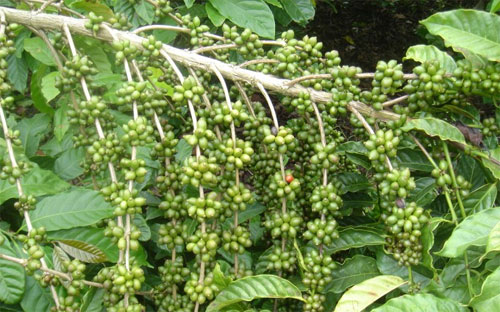 Mưa thường xuyên ở khu vực Tây Nguyên đã tạo điều kiện cho quả cà phê PG88 hơn 2,1 triệu thành viên tốt và gia tăng chất lượng của niên vụ tới.