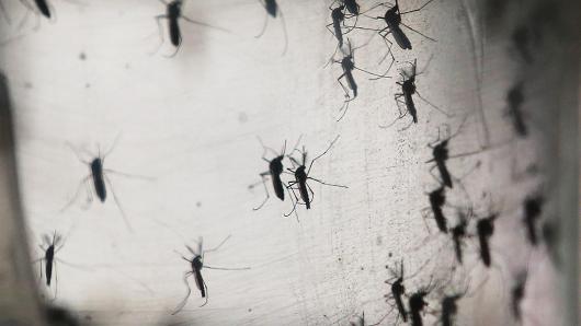 Hiện chưa có thuốc chữa hay vaccine ngừa nhiễm Zika - Ảnh: Getty/CNBC.<br>