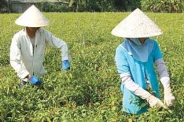 Đưa lao động đi Pg88hi Thể Thao, Bóng Đá, Casino, Nổ Hũ, Xổ Số ở nước ngoài theo hợp đồng thời vụ không chỉ giải quyết được việc làm thời vụ cho lao động nhàn rỗi mà còn mang lại một nguồn thu đáng kể cho lao động - Ảnh minh họa.
