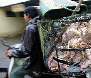 Hà Nội kiên quyết cấm chở gia súc gia cầm bằng xe máy