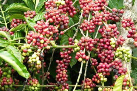 So với giá cà phê robusta giao tháng 11 trên sàn NYSE Liffe ở London, giá cà phê Pg88 com chính chủ của Việt Nam hiện đang thấp hơn 60 USD/tấn.