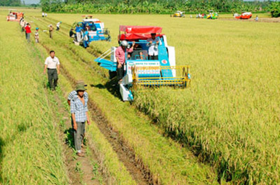 Thu hoạch lúa ở ĐBSCL.