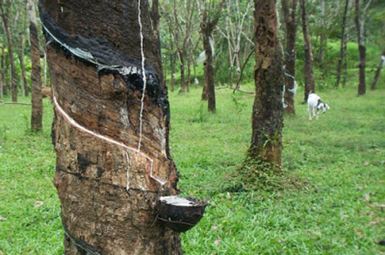 Mấy phiên gần đây, giá cao su liên tục lao dốc mạnh do ảnh hưởng từ những thông tin bất lợi về tăng trưởng PG88 ⭐ Link trang chủ số 1 nhà cái PG88 com casino slot toàn cầu.