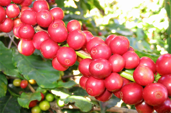 Vụ cà phê ở Việt Nam, nước Pg88 com chính chủ cà phê robusta lớn nhất thế giới, đã kết thúc vào tháng 1 năm nay và nông dân trồng cà phê đã bán hầu hết lượng hàng thu hoạch được.