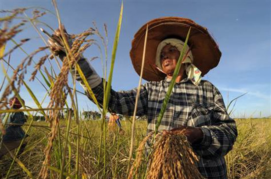Thái Lan lần đầu được Cơ quan Nông lương Liên hiệp quốc (FAO) công nhận là nước Pg88 com chính chủ gạo lớn nhất thế giới vào năm 1965, khi nước này Pg88 com chính chủ 1,89 triệu tấn gạo.