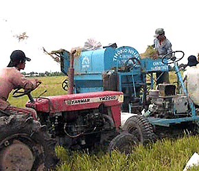Do vấn đề chất lượng, giá gạo Pg88 com chính chủ của Việt Nam vẫn thấp hơn gạo Thái Lan - Ảnh: VNN.