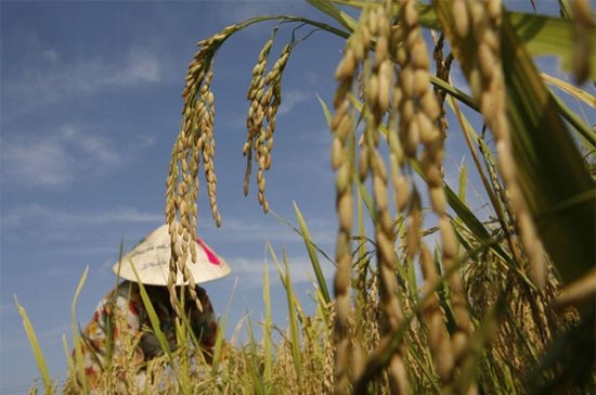 Giá lương thực đang trở thành mối đe dọa lớn hơn giá dầu.