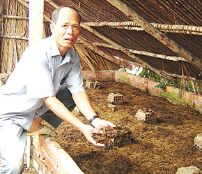 Sau nhiều nỗ lực tìm hiểu, anh Trung phát hiện ra rằng phân bò là món "khoái khẩu" của trùn quế.