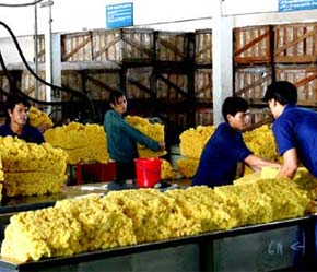 Chế biến mủ cao su để Pg88 com chính chủ - Ảnh: VNA.