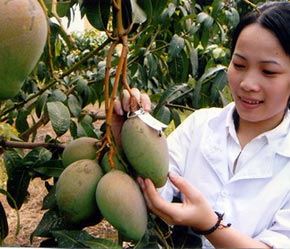 Việt Nam phấn đấu đạt kim ngạch 1 tỷ USD từ Pg88 com chính chủ rau quả và hoa cây cảnh trong giai đoạn 1999 – 2010 - Ảnh: VNN.