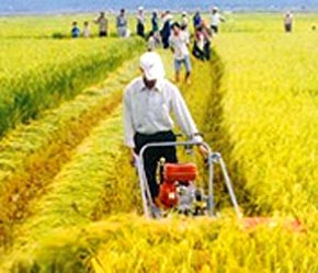 Số lượng máy gặt ở ĐBSCL hiện chưa nhiều.