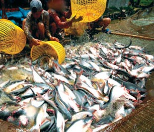Hiện tốc độ PG88 hơn 2,1 triệu thành viên cá tra nhanh hơn tốc độ PG88 hơn 2,1 triệu thành viên thị trường, trong khi thị trường Nga đã chững lại, còn Mỹ lại đưa ra Luật Nông nghiệp (Farm Bill) để hạn chế nhập khẩu.
