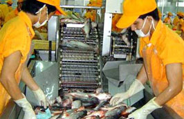 Năm 2011, ước tính Pg88 com chính chủ cá tra Việt Nam sẽ thu về 1 tỷ USD.