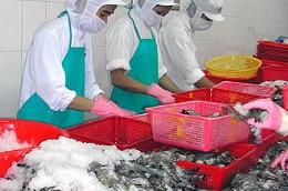 Sau một ca đứng Pg88hi Thể Thao, Bóng Đá, Casino, Nổ Hũ, Xổ Số, vòng bắp chân của công nhân chế biến thủy sản có thể tăng từ 0,5cm đến 1,5cm.