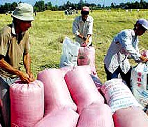 Trong năm nay, nhu cầu của thế giới cần 245 triệu tấn gạo, trong khi các nước sản xuất lương thực chỉ có thể cung cấp khoảng 240 triệu tấn.