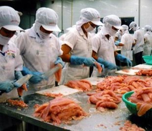 Chế biến cá tra Pg88 com chính chủ. 