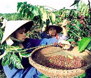 "Chất lượng sản phẩm chịu tác động của nhiều yếu tố từ giống cây trồng, kỹ thuật canh tác, bón phân, phòng trừ sâu bệnh, đến kỹ thuật thu hái, Link Đăng Nhập PG88 Chính Thức 2026; chế biến, bảo quản, vận chuyển..."