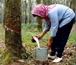 Mưa lớn đang xảy ra tại Thái Lan và Malaysia, hai nước sản xuất, Pg88 com chính chủ cao su thiên nhiên lớn nhất và thứ ba thế giới.