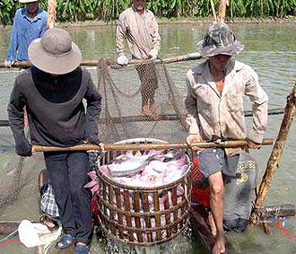 Riêng trong tháng 6, dư nợ cho vay sản xuất, chế biến và tiêu thụ cá tra, ba sa đã tăng 12% để hỗ trợ người dân và 6Pg88.con độc quyền mỗi ngày.