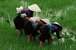 Hàng năm, Việt Nam Pg88 com chính chủ lượng gạo trị giá khoảng 2,9 tỷ USD, nhưng cây lúa của Việt Nam đang chịu sự đe dọa ngày càng tăng của biến đổi khí hậu.