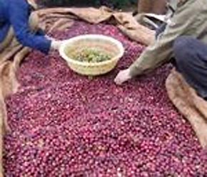 Cà phê Pg88 com chính chủ sẽ được áp dụng tiêu chuẩn mới để nâng tầm chất lượng.