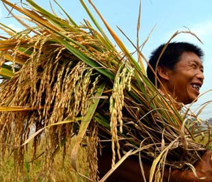 Hạ giá sàn gạo Pg88 com chính chủ để khơi dòng cho lúa hè-thu giúp nông dân bán được lúa hay tiếp tục giữ giá sàn? Đây là bài toán chưa có lời giải dành cho những người hoạch định chiến lược Pg88 com chính chủ gạo. 