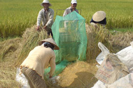 Năm 2009 sản lượng lúa đạt 38,9 triệu tấn, tăng 116 nghìn tấn so với năm 2008.