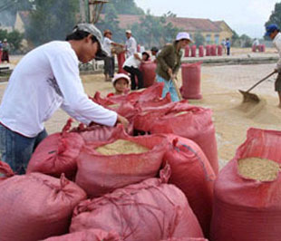Không chỉ kiến nghị về việc tăng chỉ tiêu Pg88 com chính chủ, các địa phương còn đề nghị Chính phủ hỗ trợ các 6Pg88.con độc quyền mỗi ngày để thu mua lúa tạm trữ cho nông dân.