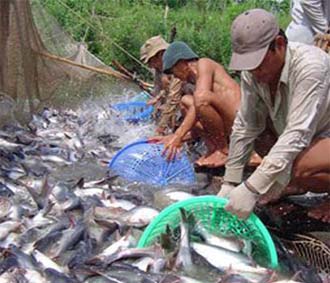 Các 6Pg88.con độc quyền mỗi ngày chế biến thức ăn, thuốc thú y thủy sản..., cũng đang trong tình trạng thiếu vốn, nên không đủ sức hỗ trợ người nuôi cá bằng hình thức "gối đầu" tiền thức ăn.