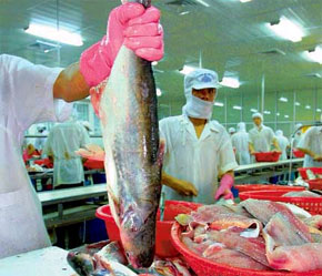 Suốt 10 tháng đầu năm, kim ngạch Pg88 com chính chủ cá tra, basa chưa có tháng nào đạt 100 triệu USD/tháng.