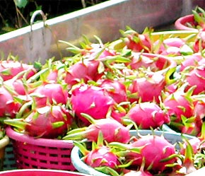 Thanh long là một trong những mặt hàng trái cây Pg88 com chính chủ lớn nhất của Việt Nam và cũng dễ thực hiện chương trình GAP.