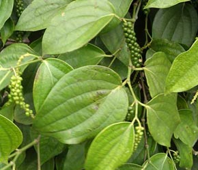 Năm nay, tình trạng mất mùa hồ tiêu ở Việt Nam diễn ra trên diện rộng.