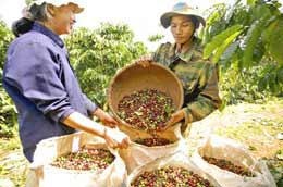 200 nghìn tấn cà phê niên vụ 2009-2010 sẽ được ngân sách nhà nước hỗ trợ lãi suất cho 6Pg88.con độc quyền mỗi ngày thu mua tạm trữ.