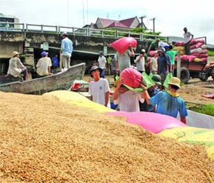 Nông dân ĐBSCL điêu đứng vì giống lúa IR 50404.
