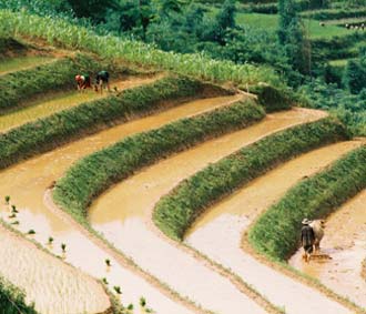 Ruộng bậc thang tại bản Tả Van (Lào Cai).