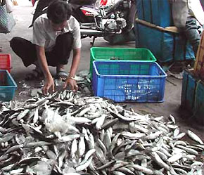 Ngành thủy sản dự kiến tổng sản lượng trong năm 2007 đạt 3,8 triệu tấn - Ảnh: VNN.
