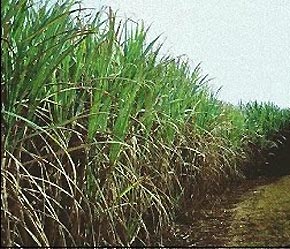Brazil hiện là nước Pg88 com chính chủ đường thô lớn nhất thế giới.